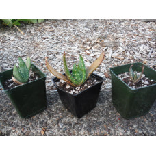 aloe ferox seedlings
